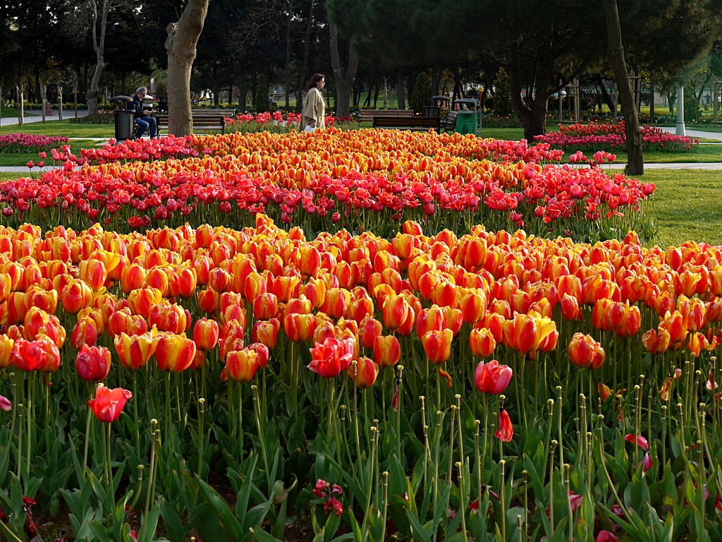 The tulip time in Istanbul